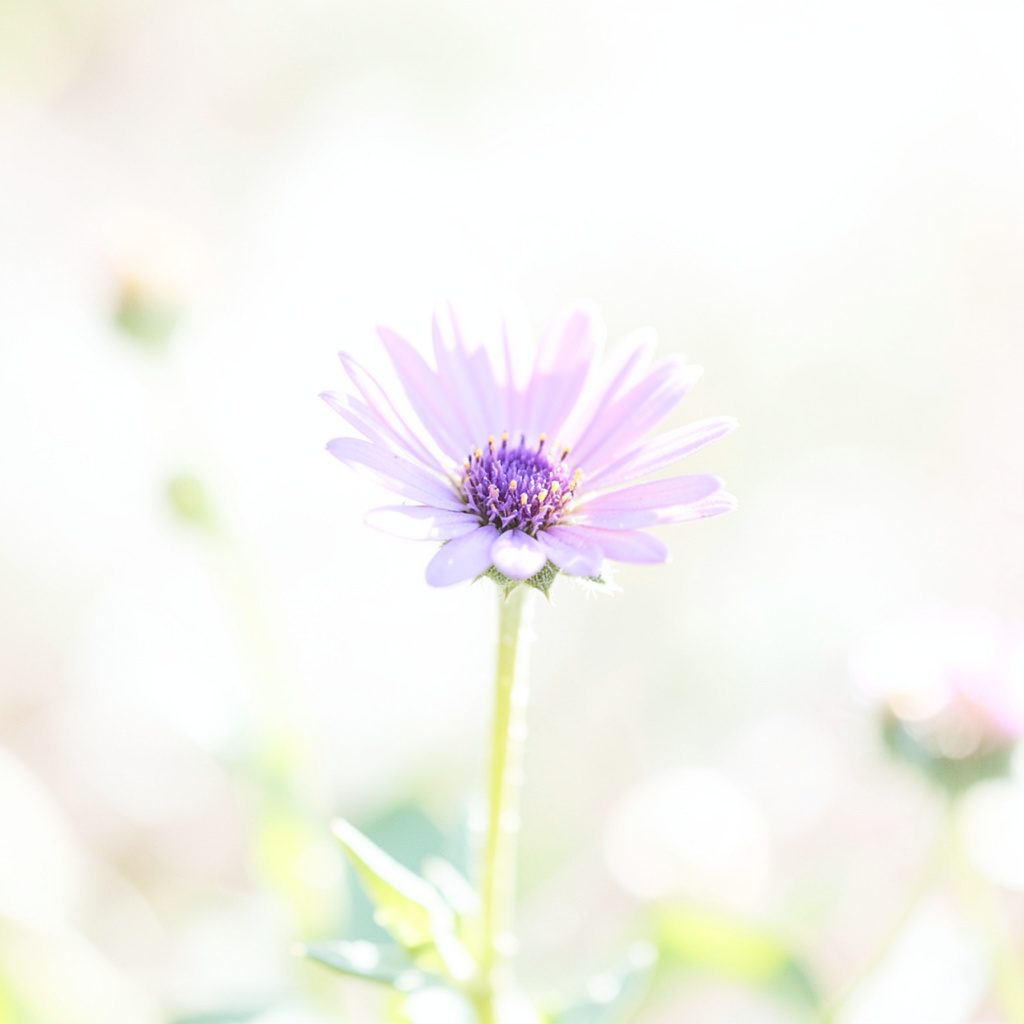 A close-up of a native flower photographed in bright natural light